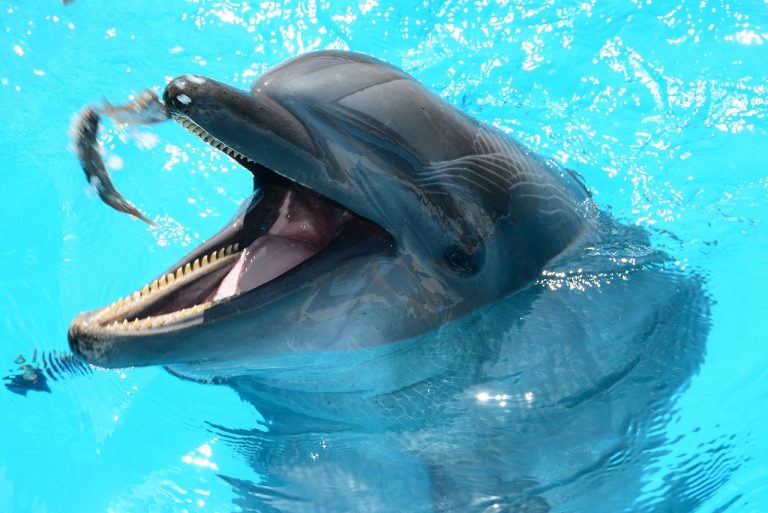 We’re not dolphins, we have pubic hair