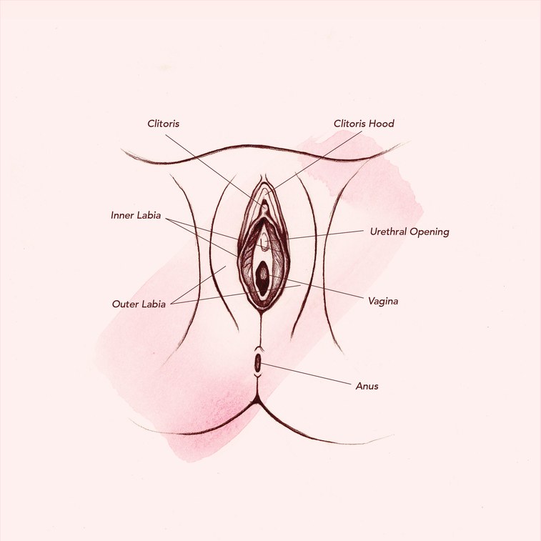 Vagina Anatomy Outer Fumble