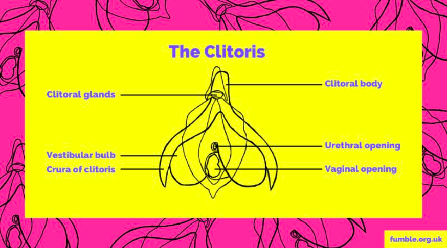 clitoris anatomy