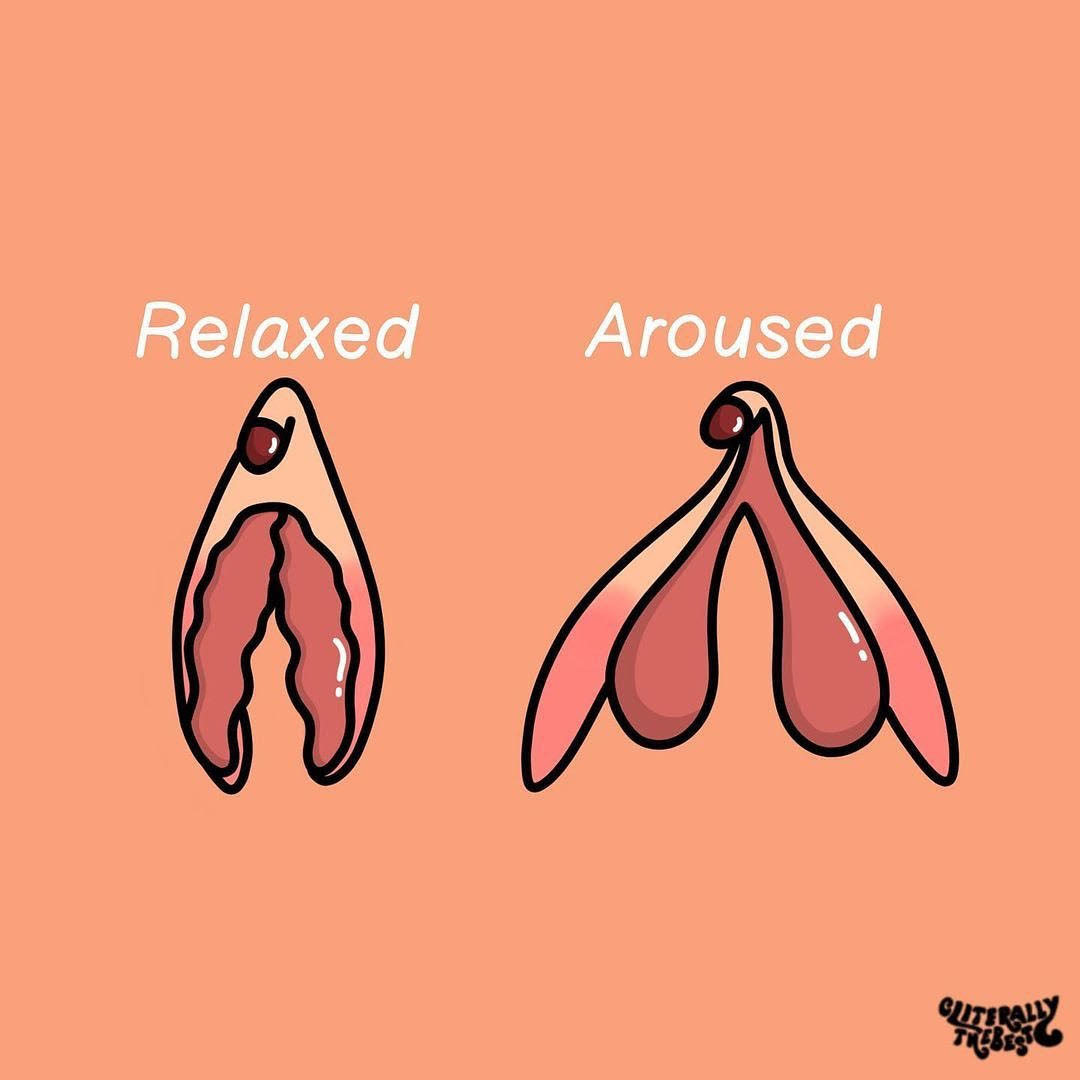 Drawing of clitoris both relaxed and aroused